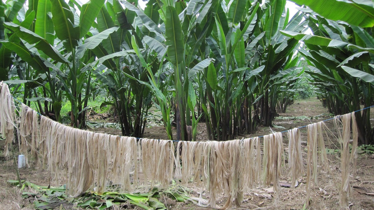 Abaca plant fibers hanging to dry on a line of string amongst green abaca plants