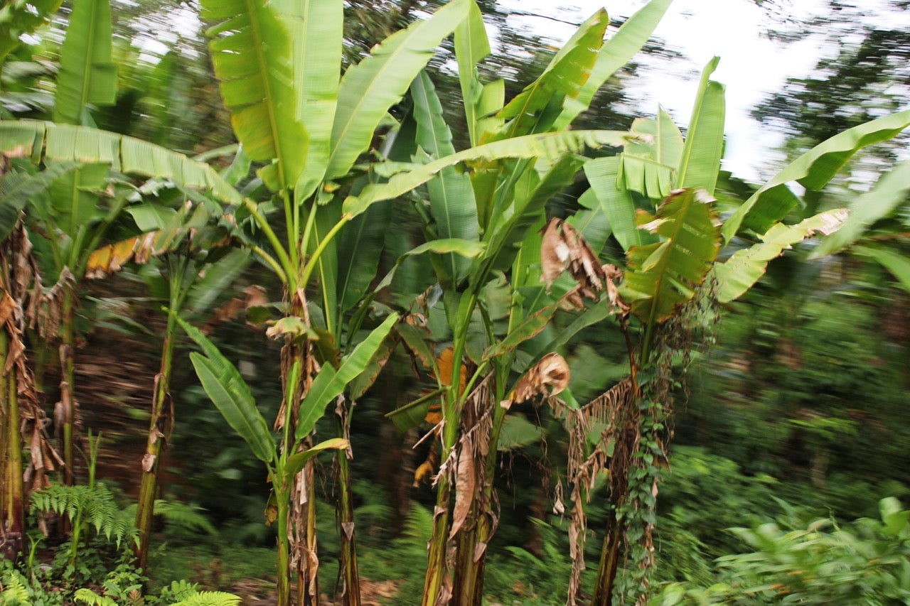 Abaca plant forest