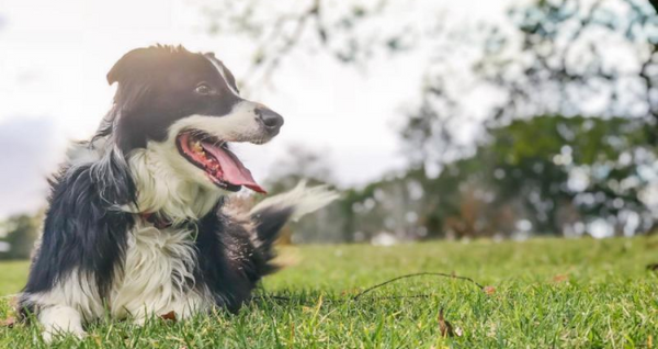 Dog crouched down, relaxing in a park enjoying a natural  pet treat.