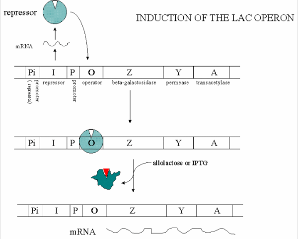 Induction-of-the-lac-operon