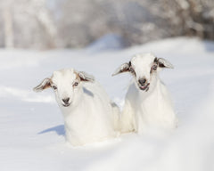 Cashmere Goats