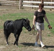 Horse walk with handler