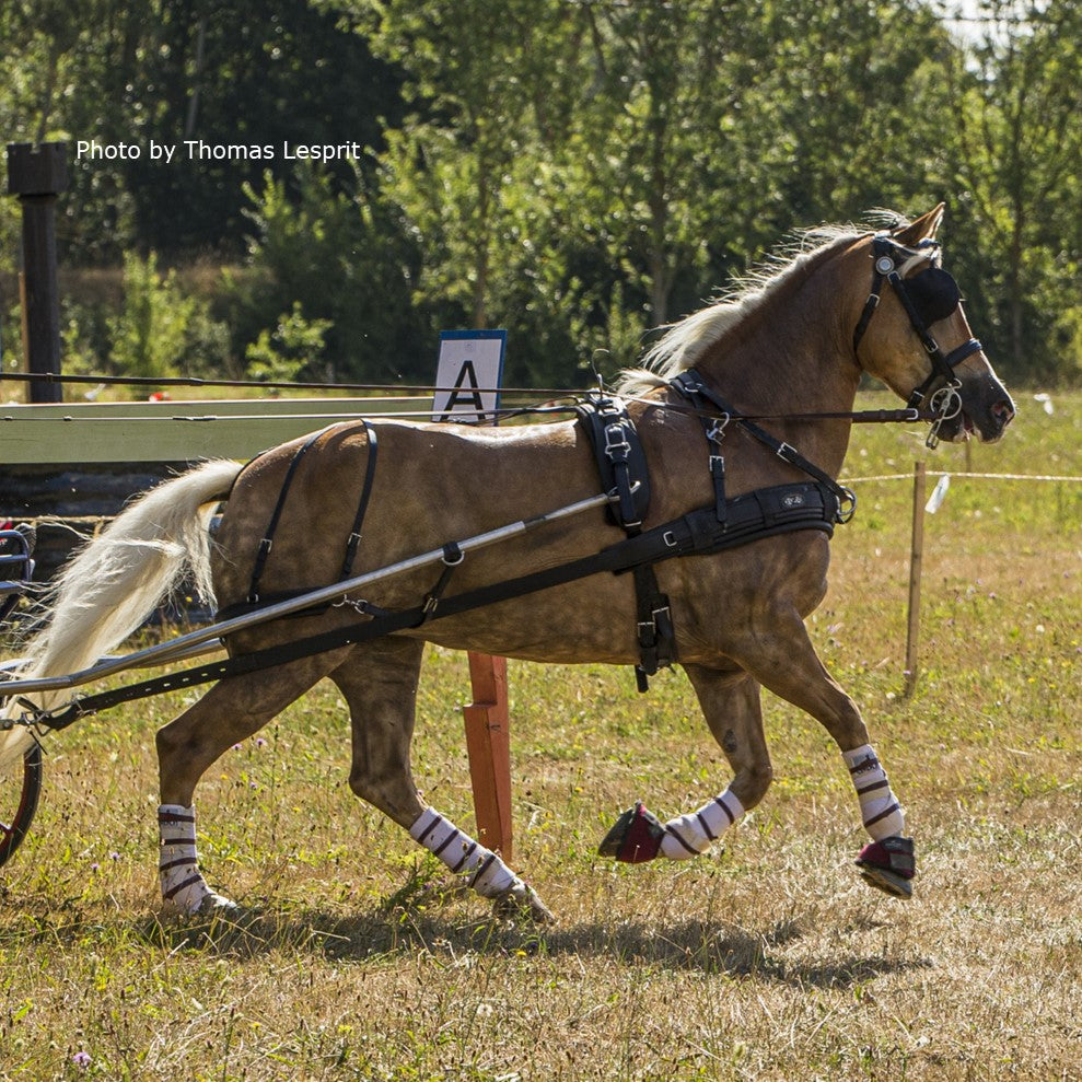 Zilco ZGB Single Harness - Cob Size