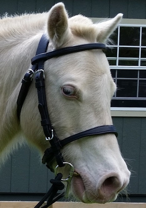 Miniature Horse Measuring Stick