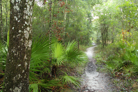 An overland trail in Florida