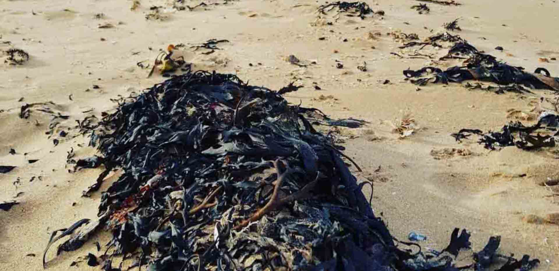 margate seaweed on beach