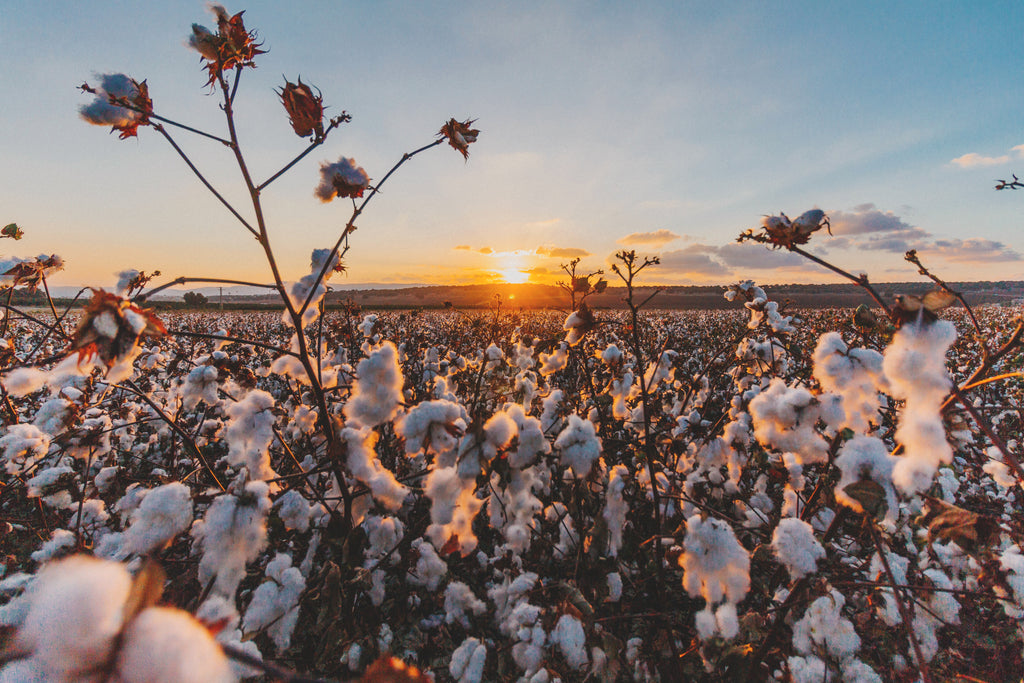 cb_cotton_field