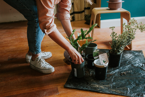 indoor plants, repotting plants