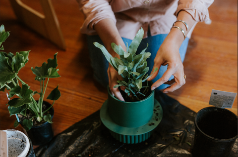 indoor planter, indoor plant, repotting plant