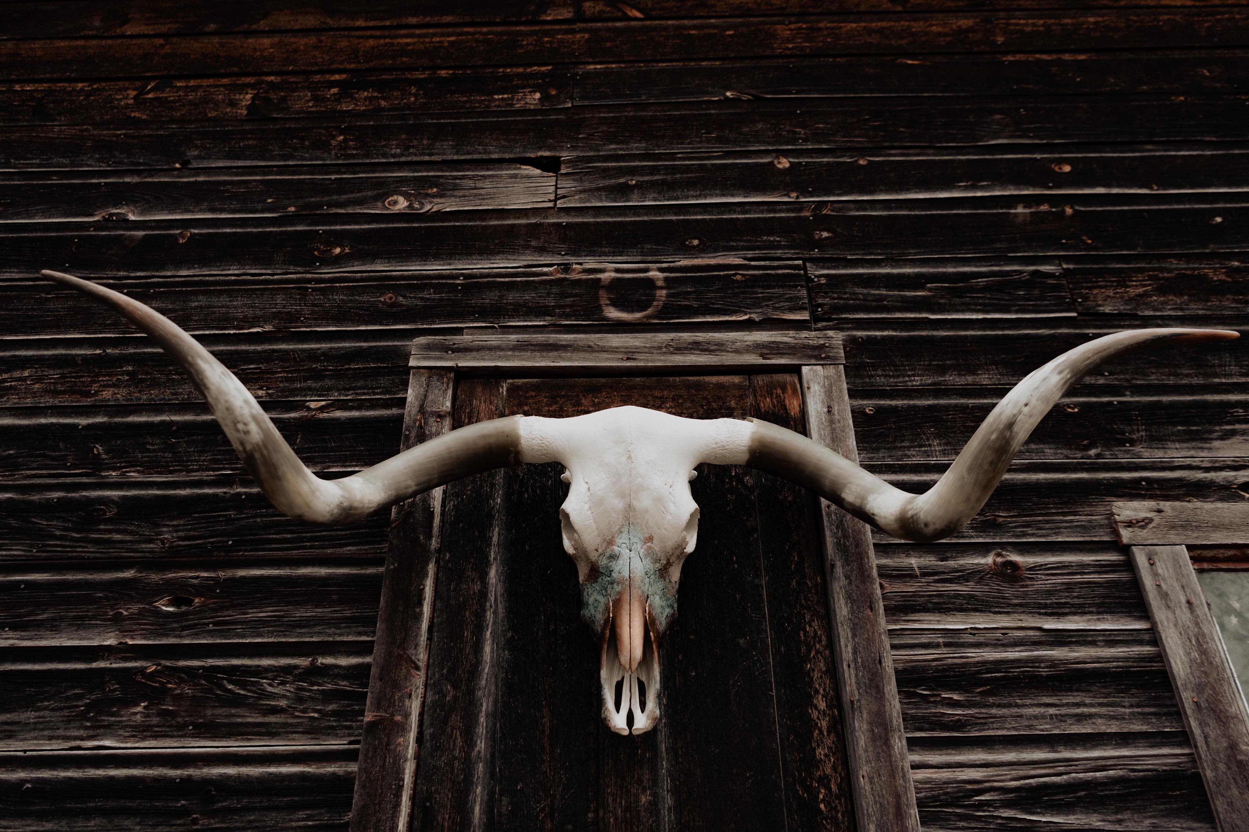 Longhorn Skulls – Wanderlust Skulls