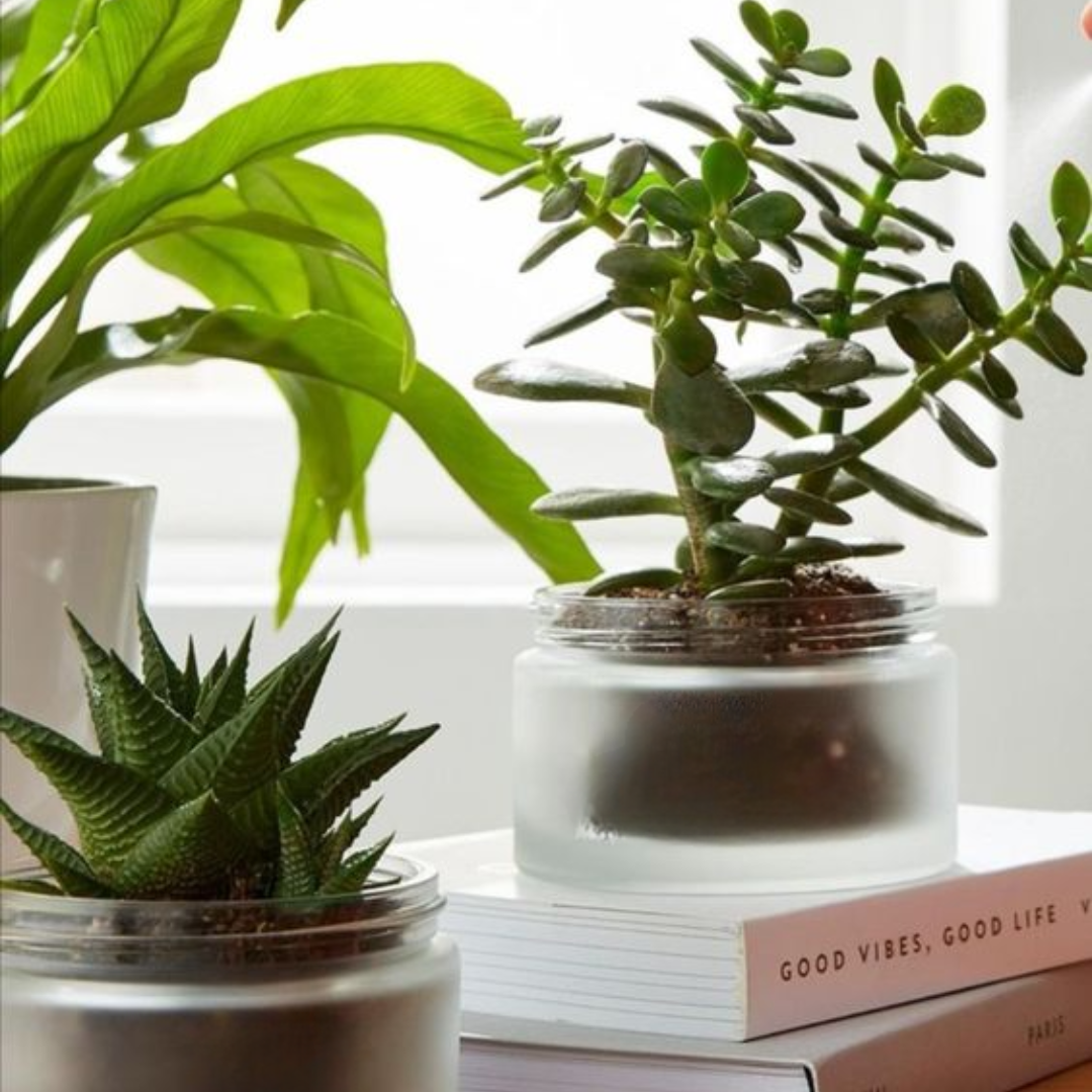 succulents planted in old cream jars