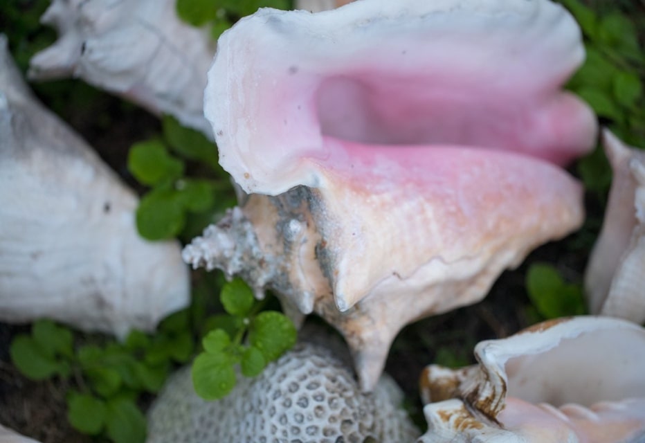 Close up of conch shell