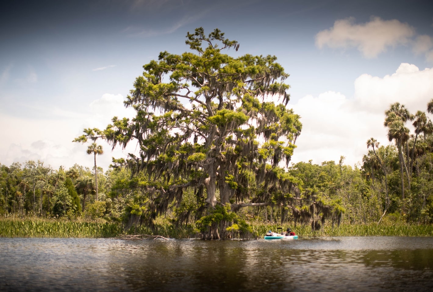 BOTE microskiff the rover under giant cypress tree