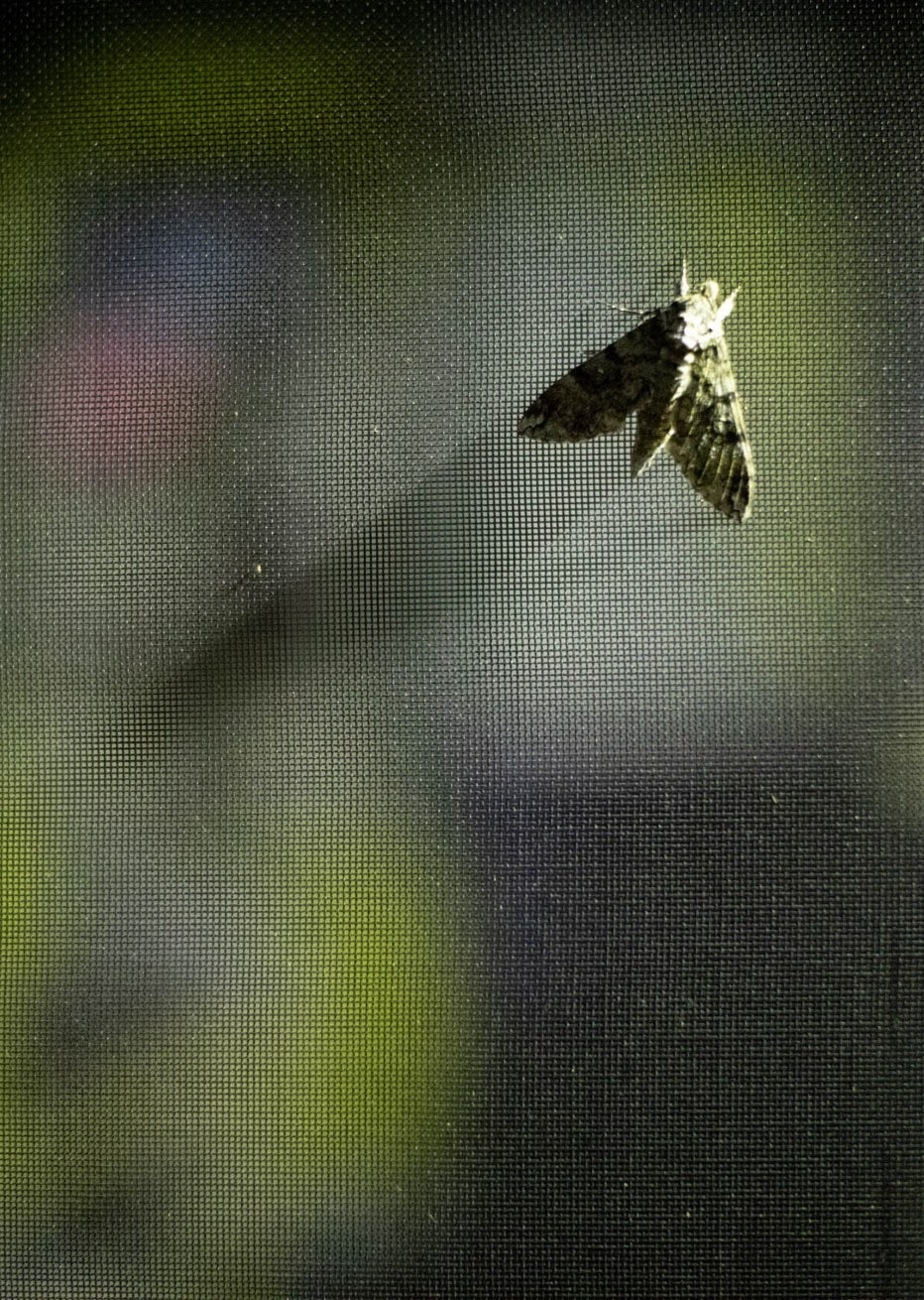 large florida fly