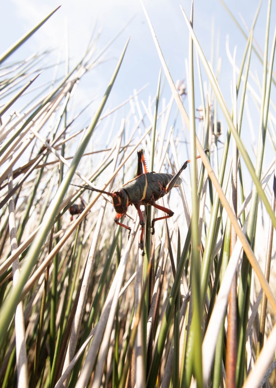 large florida grasshopper