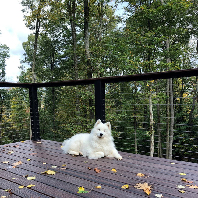 A Dog lying on the Deck railing