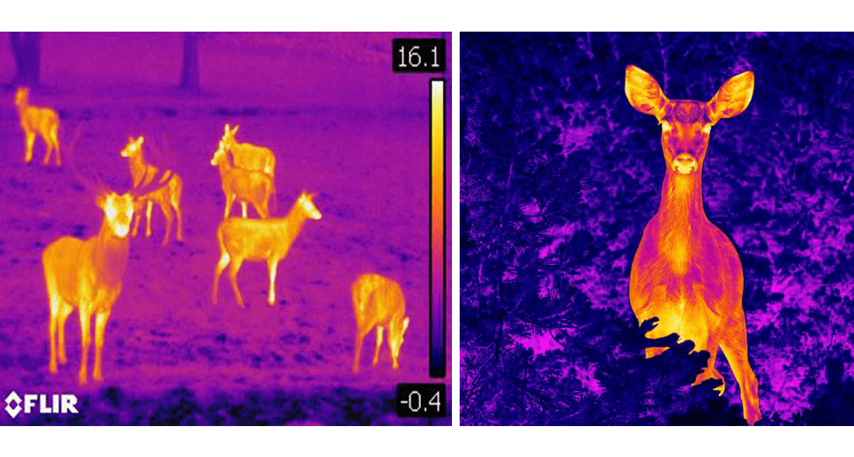 Thermal camera Drones In Legal Hunting