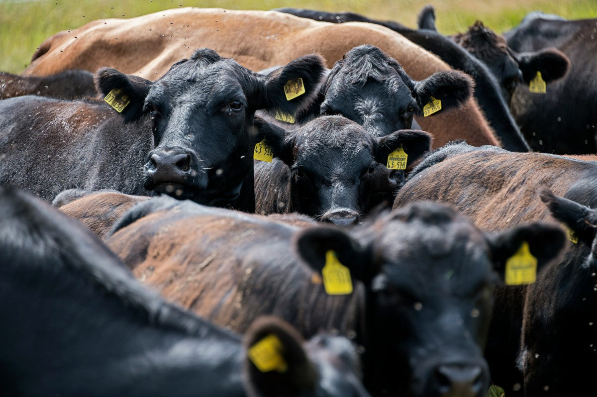 drones help combat cattle rustling