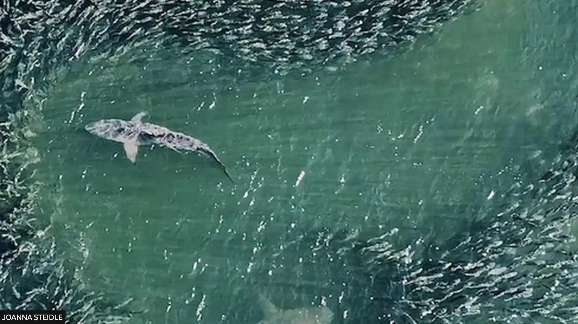 Sharks captured by drone footage