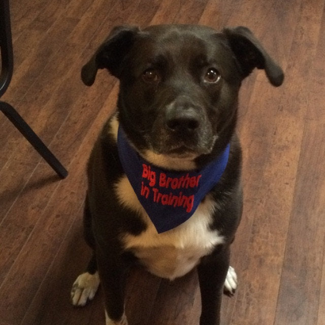 big brother in training dog bandana