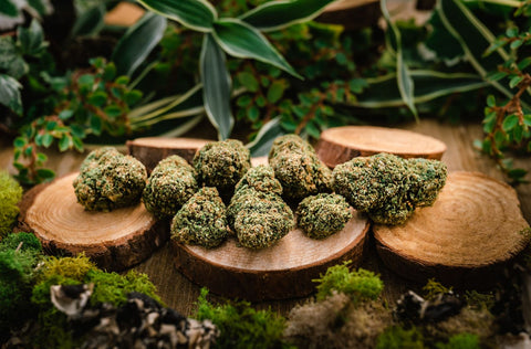 CBD flower on wooden displays surrounded by plants