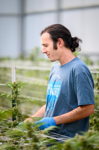 Andy working in the hemp greenhouses