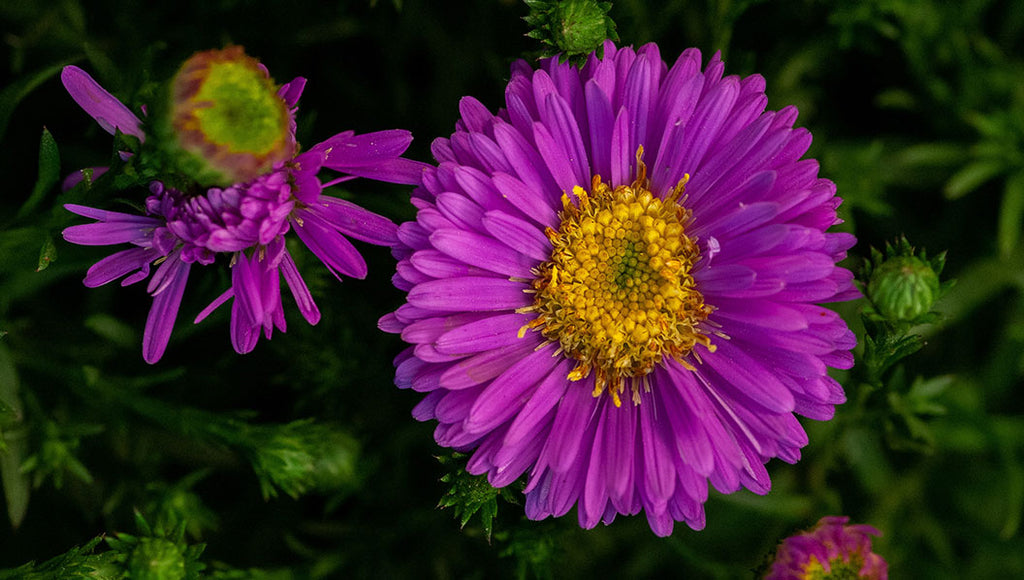 Purple Asters flowers for your outdoor space: Balcony or Terrace. The best plant to plant in July