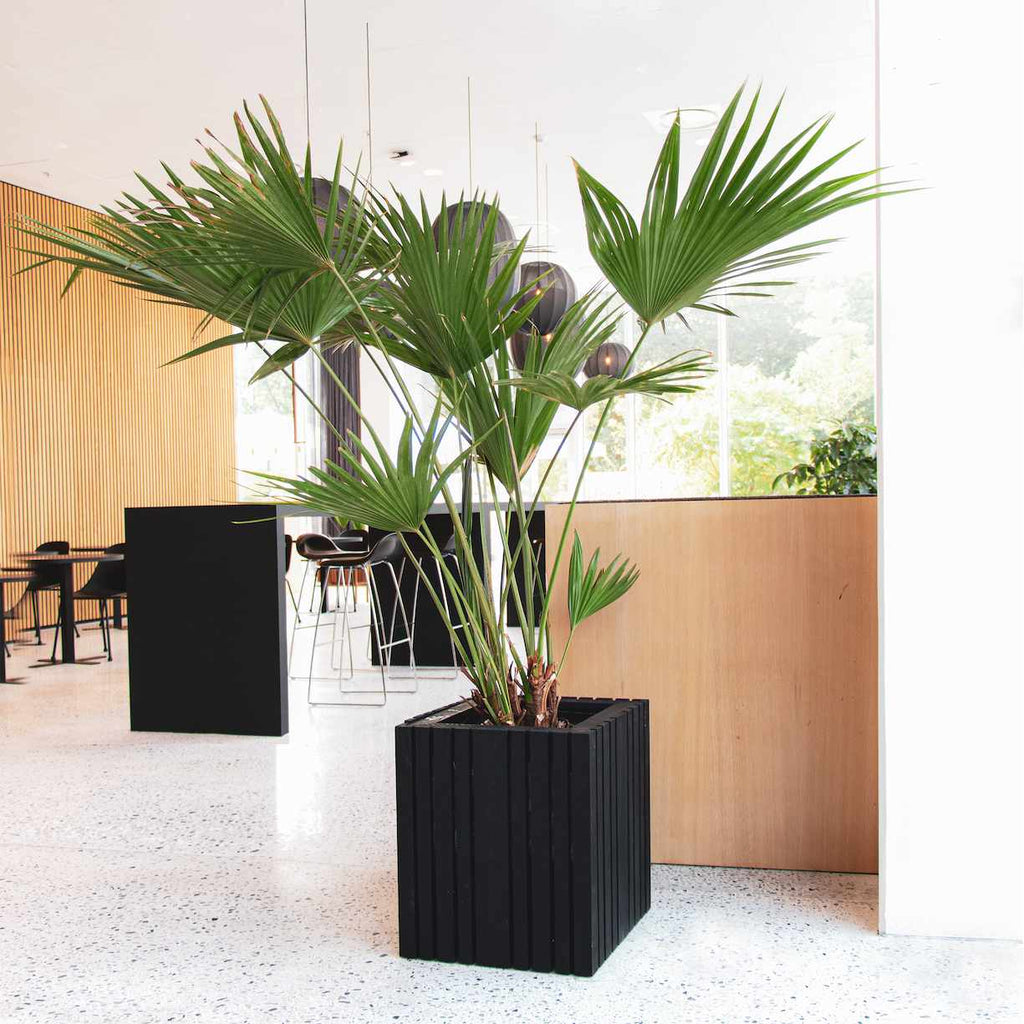 Biophilic office design - SQUARELY COPENHAGEN self-watering planters in green office design with plants for the office