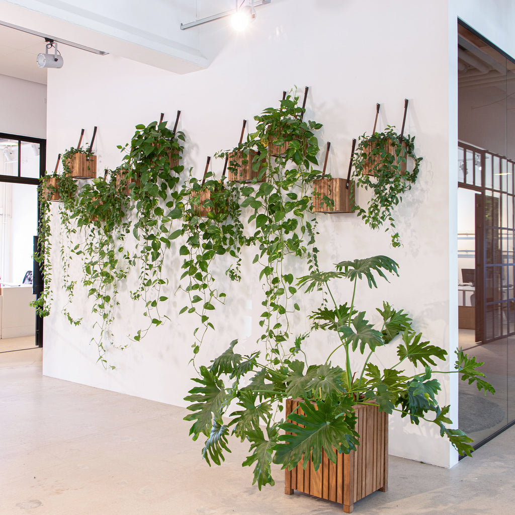 Biophilic office design - SQUARELY COPENHAGEN self-watering planters in green office design with plants for the office