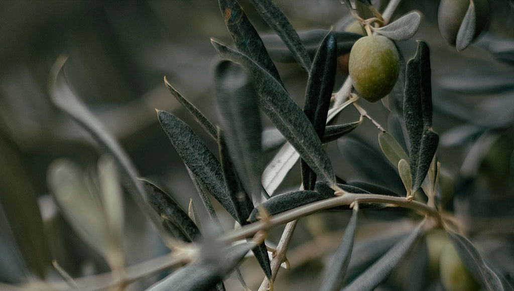 Olive tree is the perfect plant to plant in July 