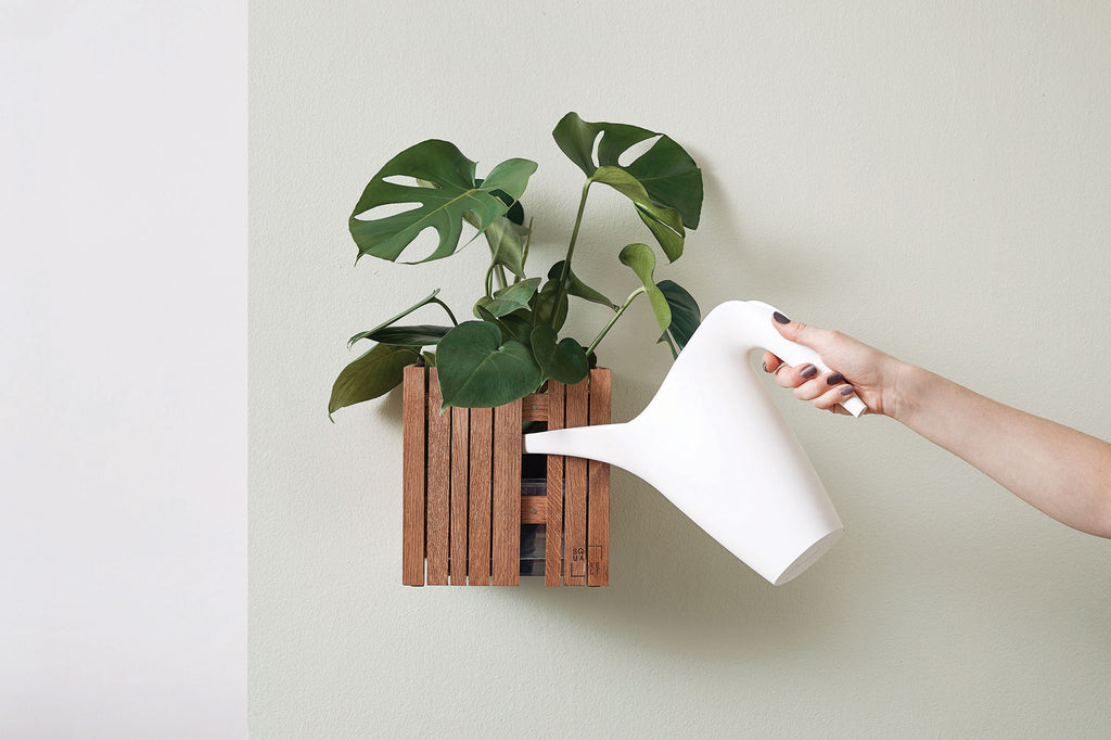 Watering plant in self-watering container