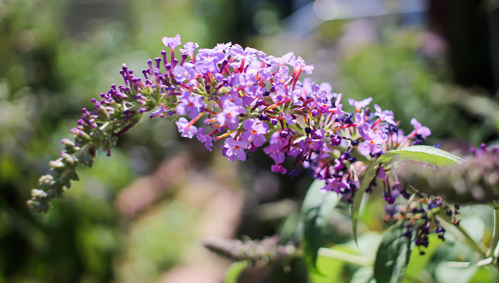 Butterfly bush with purple flowers - perfect for self-watering planters on your terrace or balcony