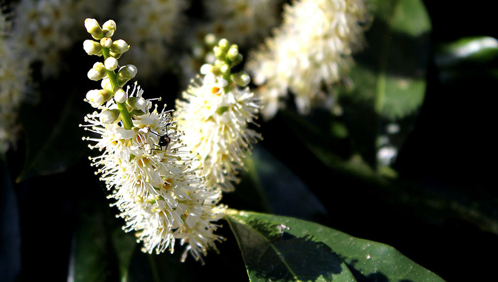 Cherry laurel with with flowers - perfect for self-watering planters on your terrace or balcony