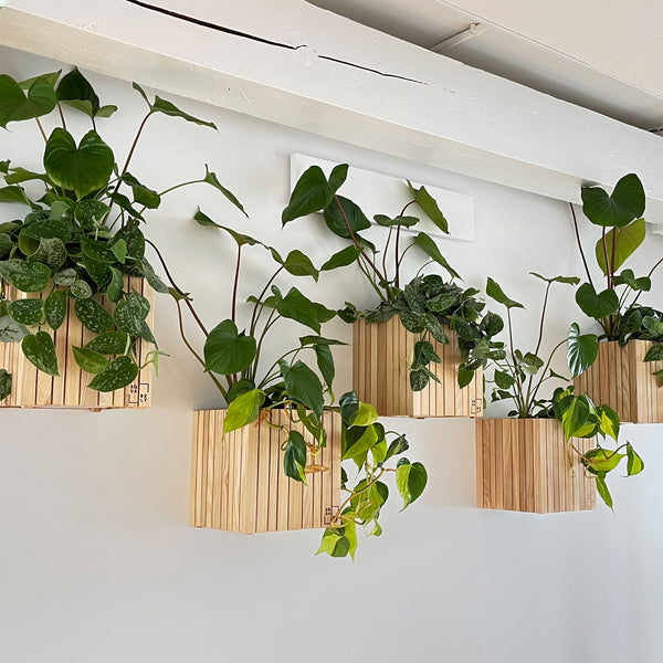 Hæng selvvandende plantekasser SQUARELY op på din væg