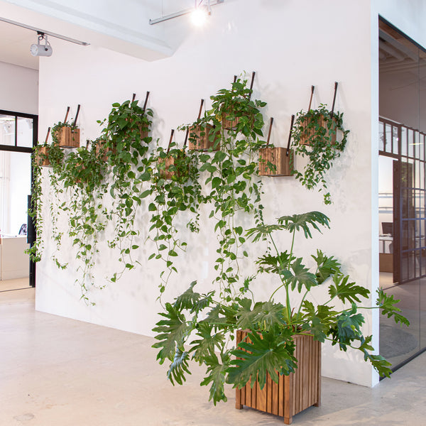 | Self-watering planters from SQUARELY for your wall