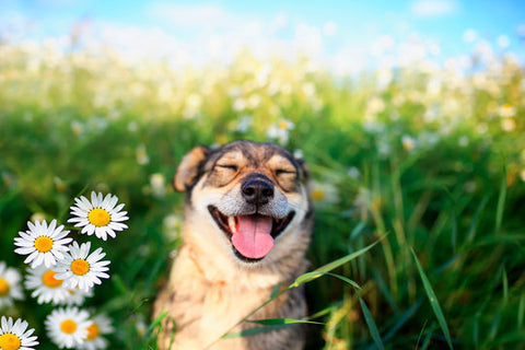 Dog and Spring