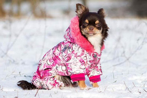 Keep Your Dog Warm This Winter