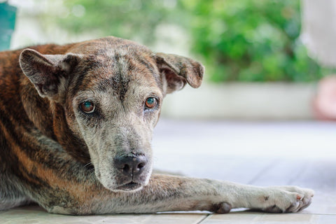 Why Adopt a Senior Dog