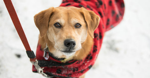 Dog Winter Gear