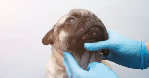 Understanding Dog Acne