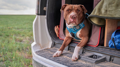 Traveling With Your Dog