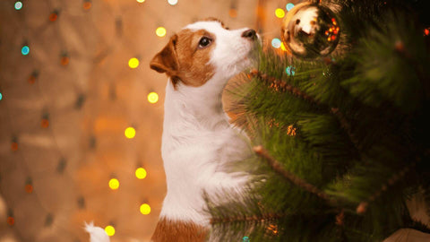 dog and christmas tree