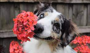 Dog and Spring