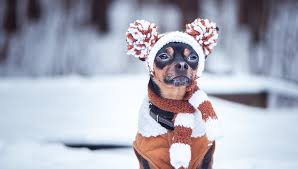 Winter Dog Care