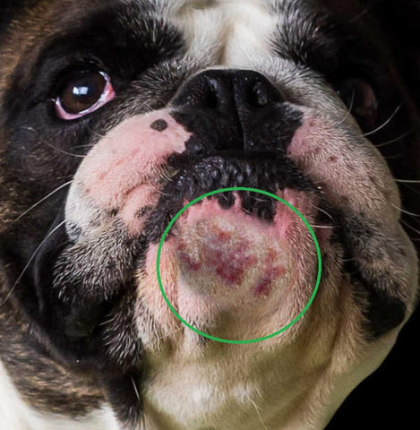 Treating Dog Pimples