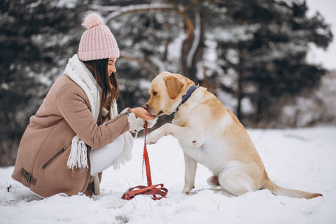 Winter Dog Walking