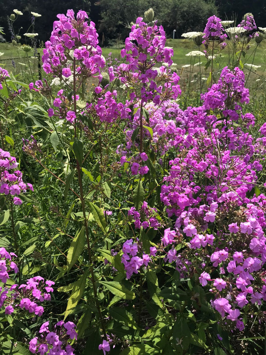 phlox garden paniculata pond perennials