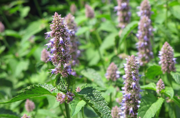 dry blue giant hyssop