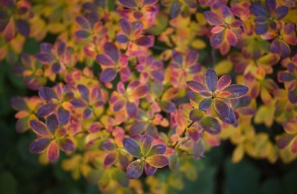 Swamp Azalea - Rhododendron viscosum – Bagley Pond Perennials