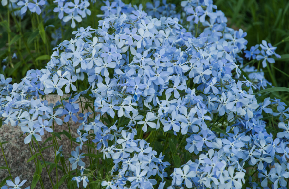 Image of Woodland phlox companion plant for Virginia bluebells